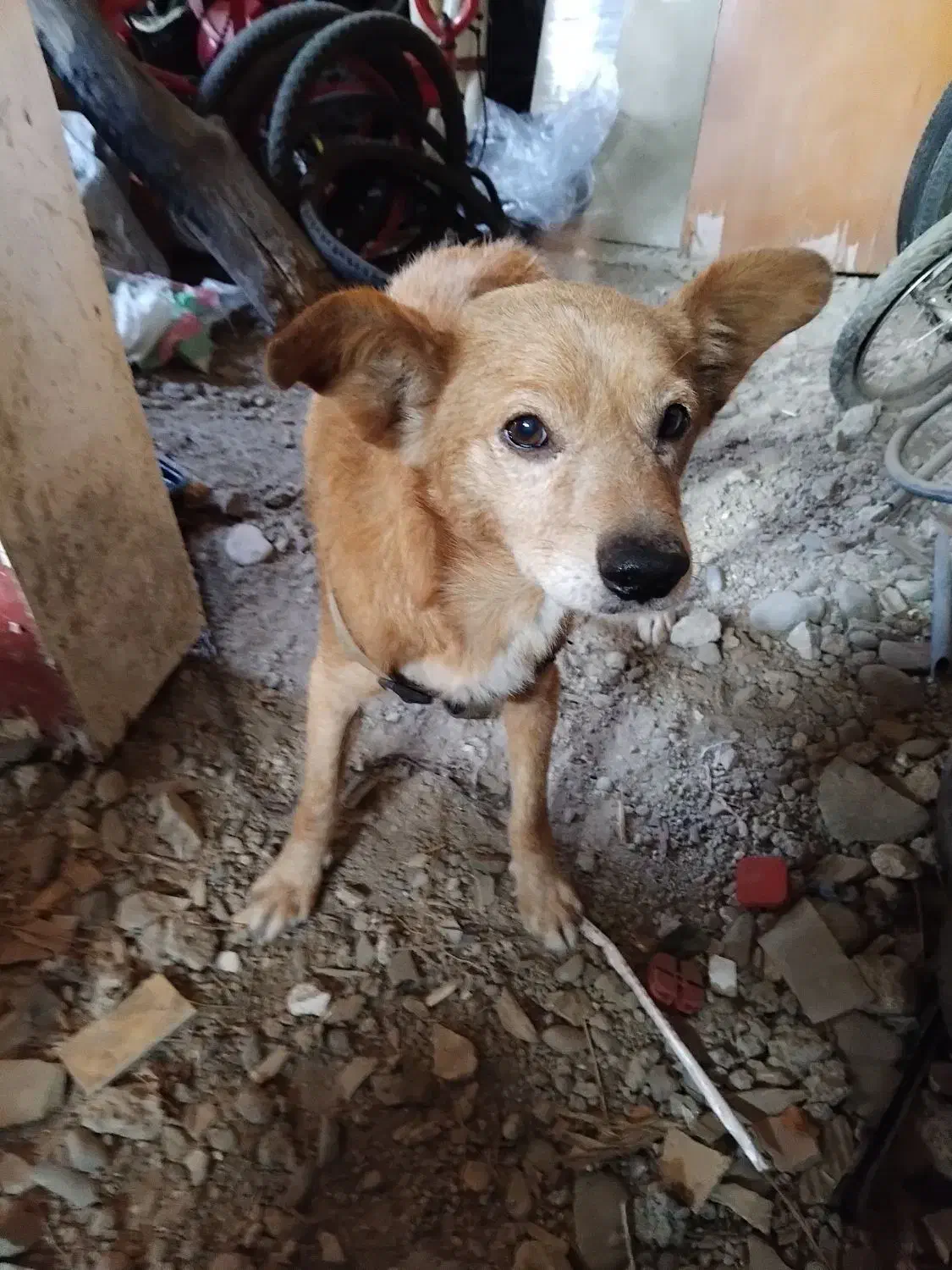 سگ هیواپت|سگ|رشت, منظریه|دیوار