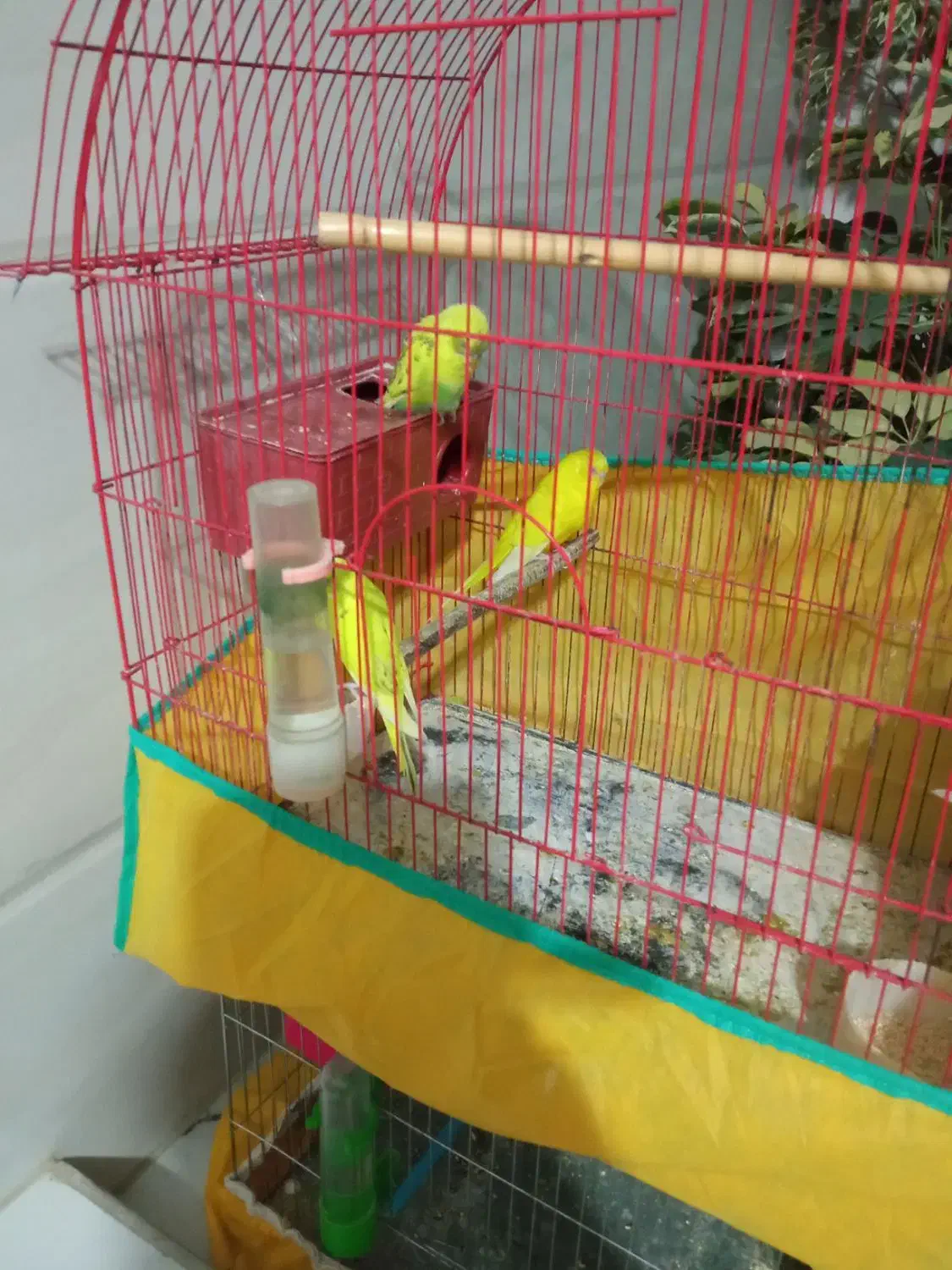 مرغ عشق|پرنده|ازنا, |دیوار