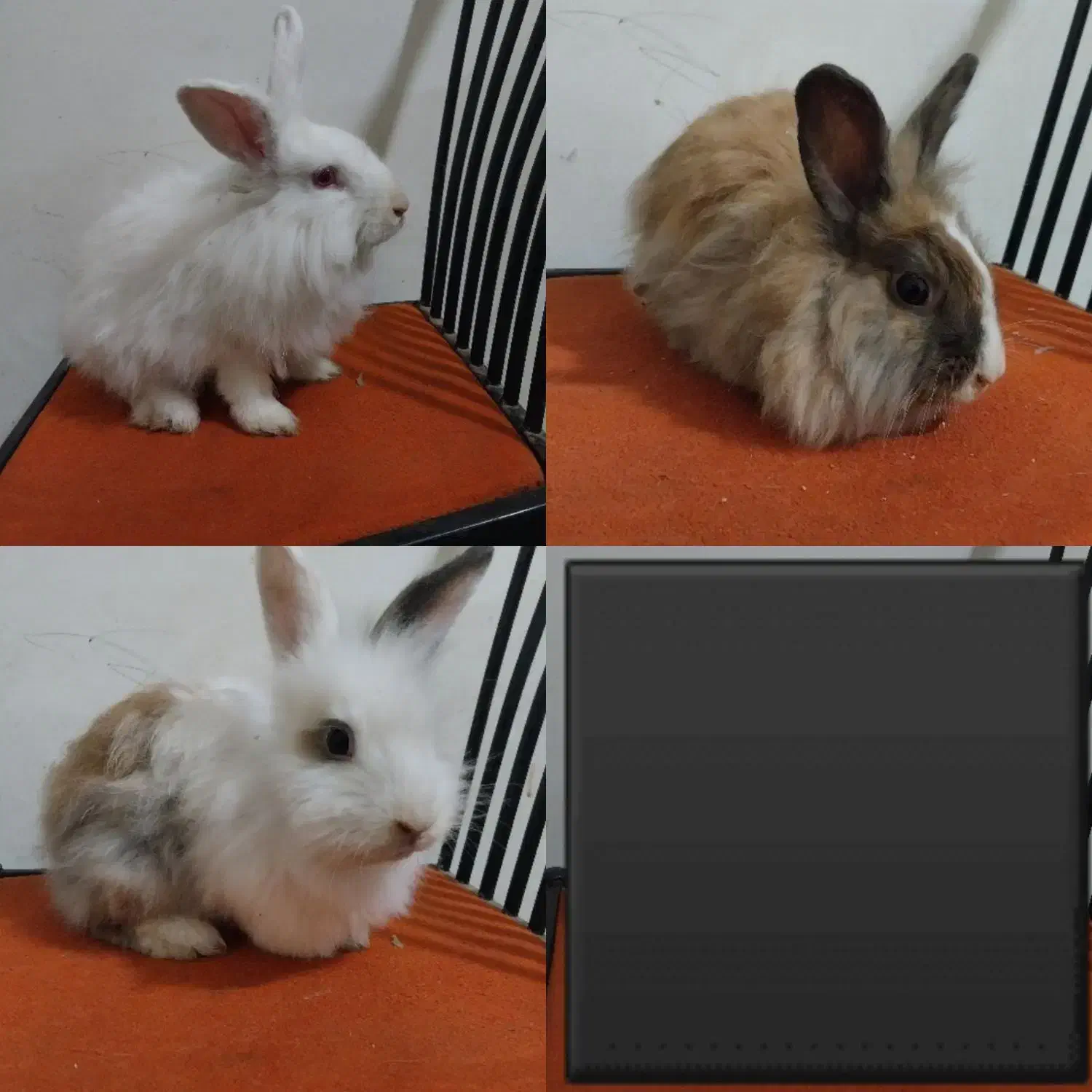 سه تا خرگوش بالغ جرسی و لوپ پشمالو و دستی فقط ۳۰۰|موش و خرگوش|هشتگرد, هشتگرد قدیم|دیوار