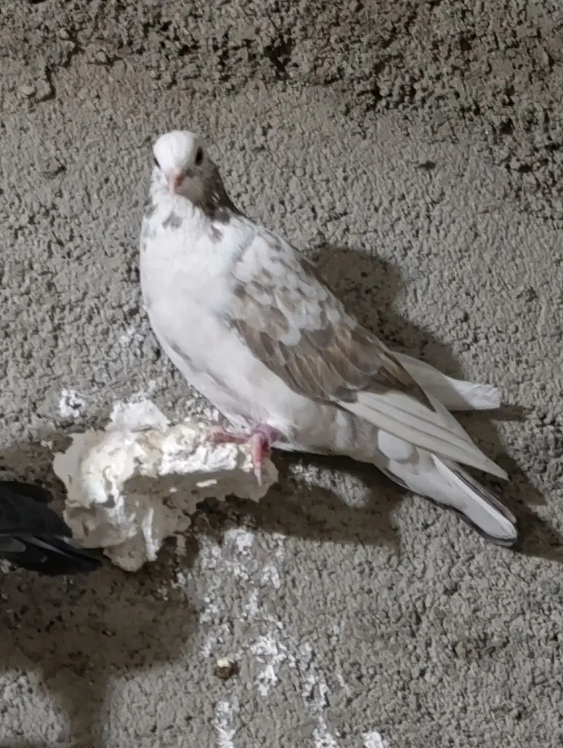 کبوتر مفت|پرنده|کازرون, |دیوار