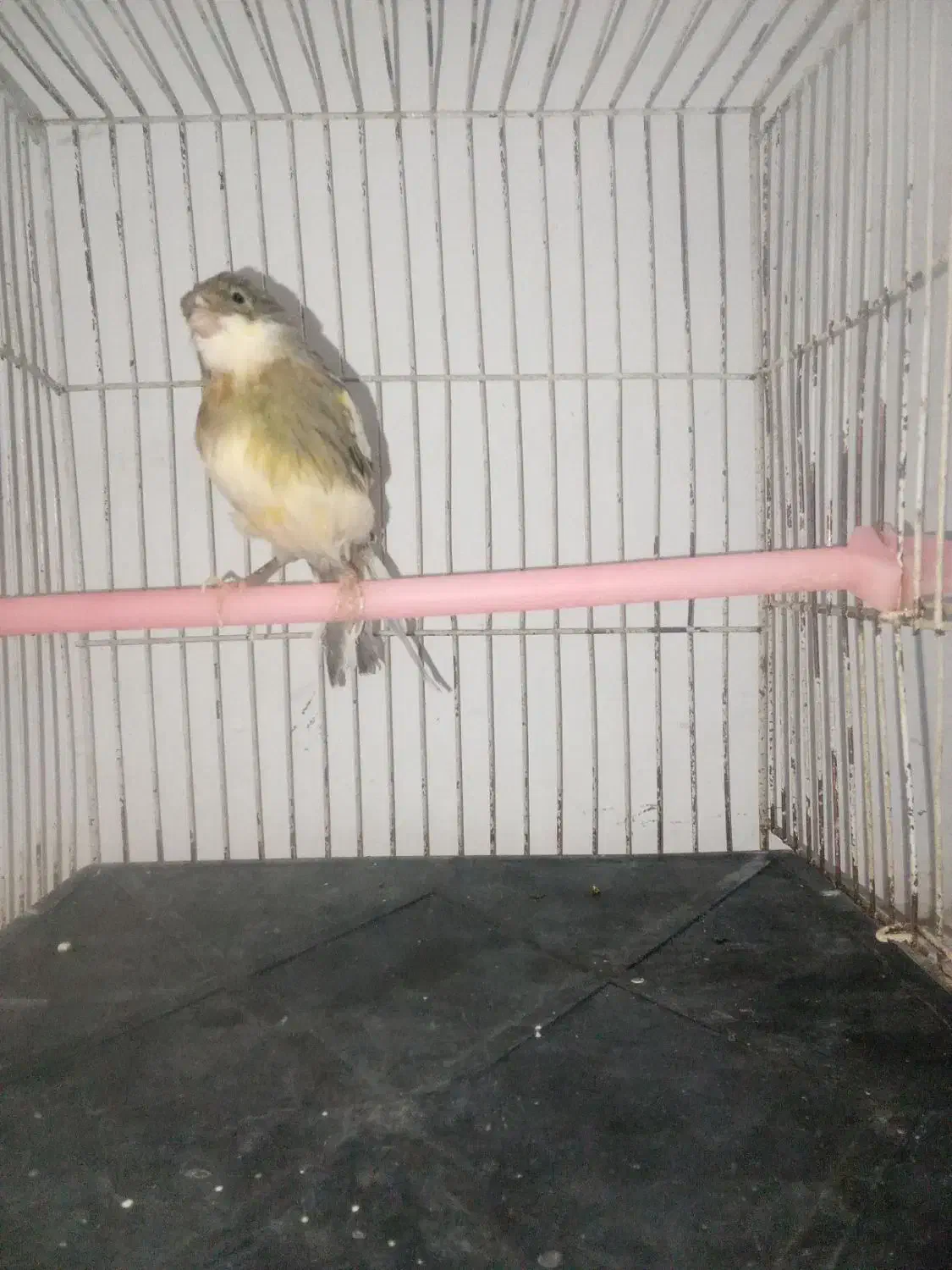 سهره قناری طوطی گرینچیک راهب عروس مینا|پرنده|مشهد, الهیه|دیوار