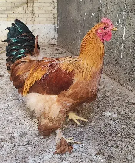 یک عدد خروس برهما بزرگ|حیوانات مزرعه|اردکان, |دیوار