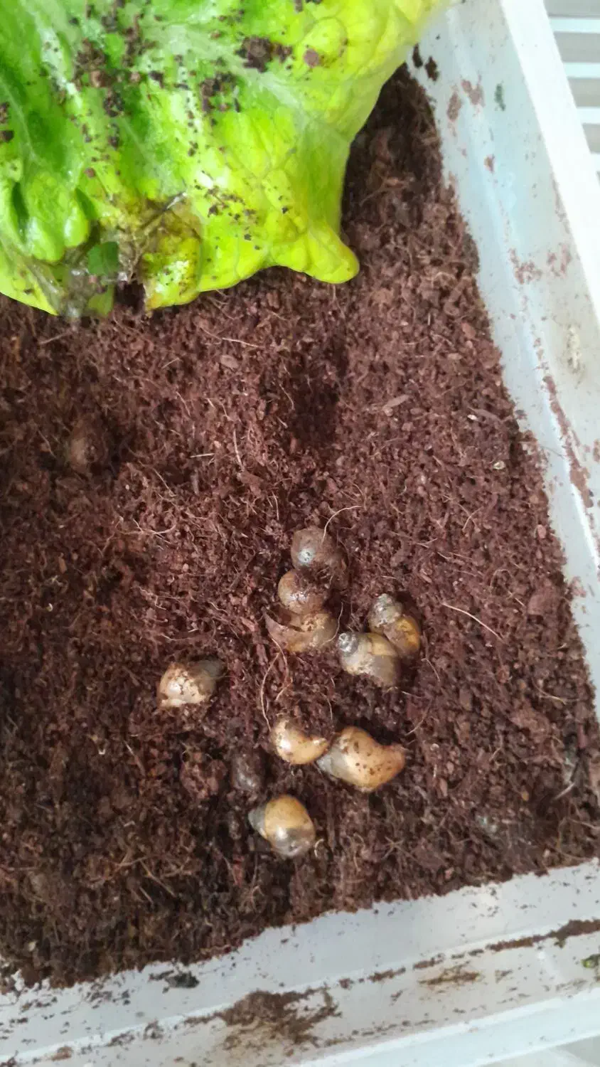 حلزون تخم گزار|خزنده|شیراز, داریون|دیوار