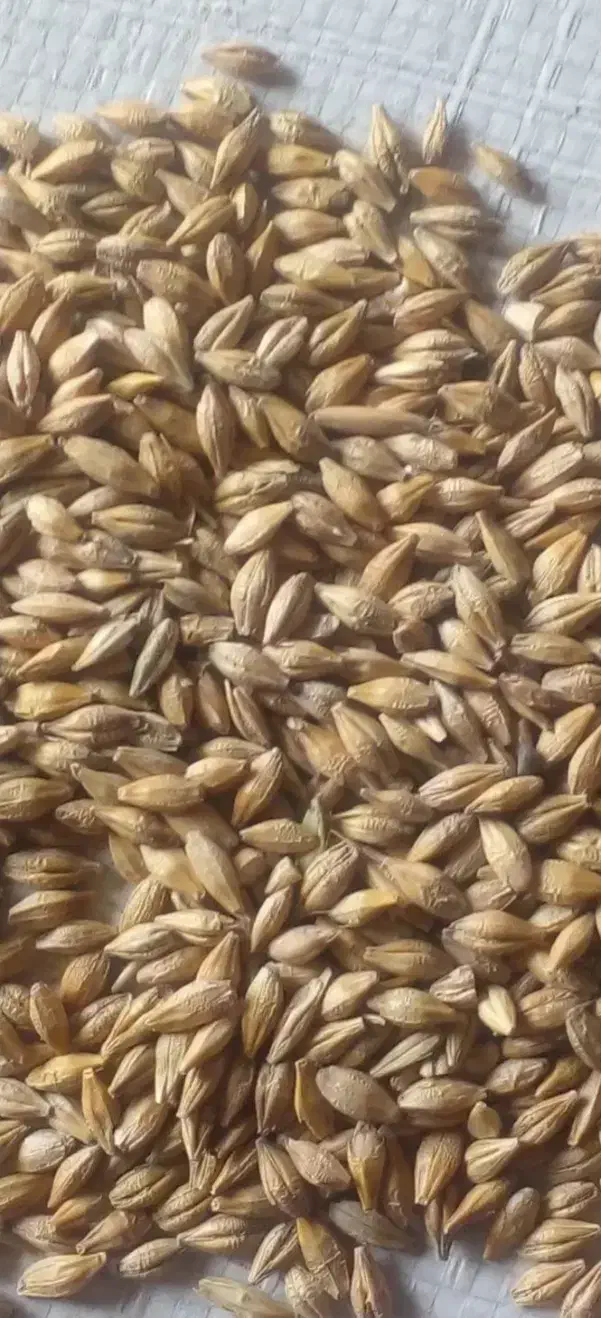 جوخارجی|لوازم جانبی حیوانات|ماهنشان, |دیوار