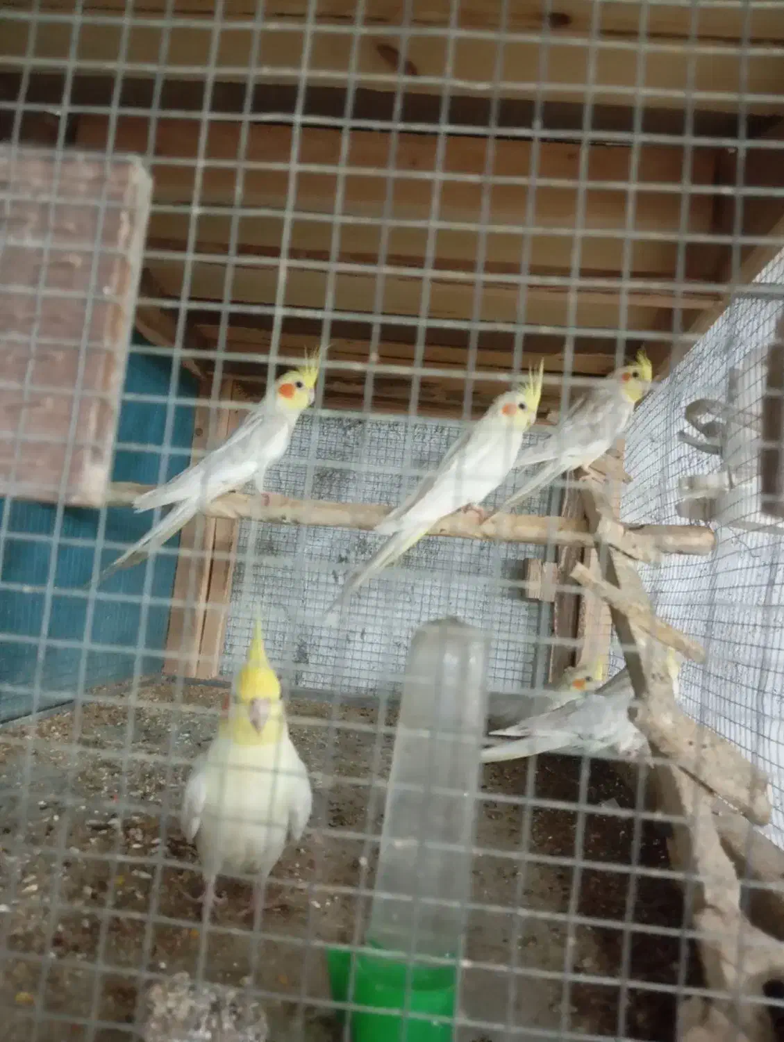 عروس هلندی فقط معاوضه با قناری|پرنده|اهواز, سپیدار|دیوار