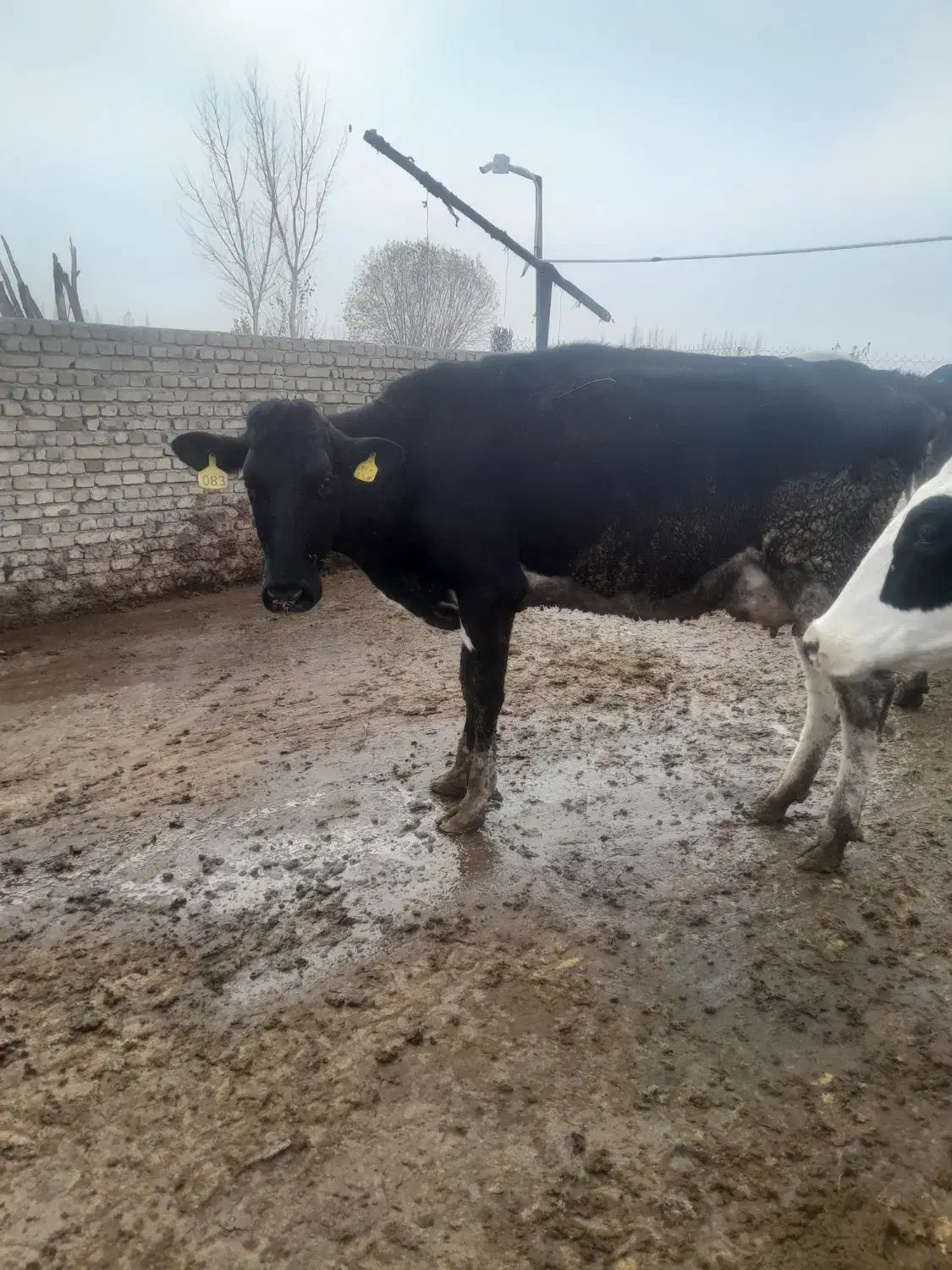 گاو  قصر ساغن|حیوانات مزرعه|نوشین شهر, |دیوار