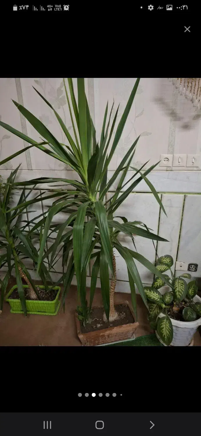 فروش چند عدد گیاه خانگی|گل و گیاه طبیعی|لنجان, |دیوار