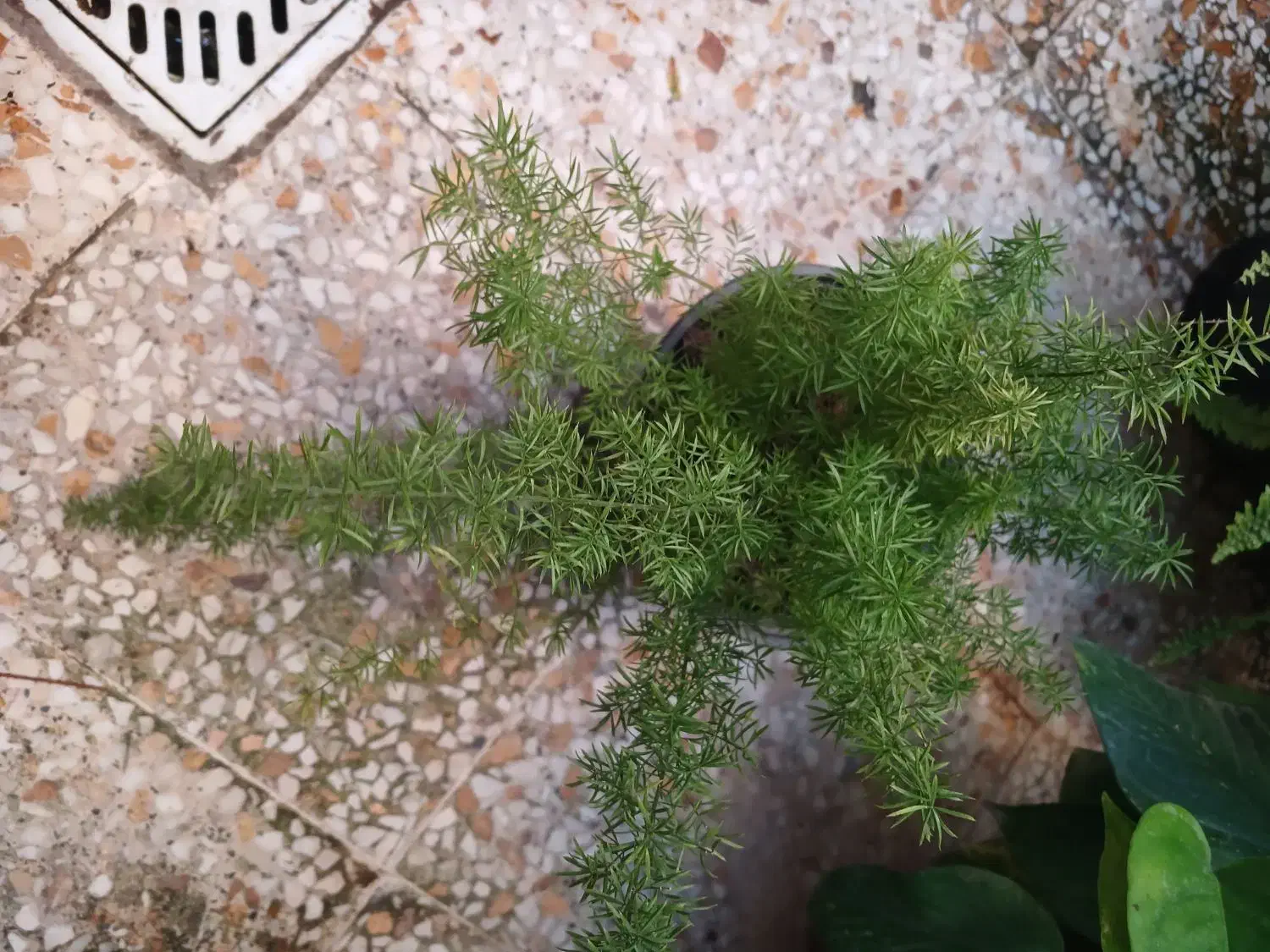 چندمدل گل طبیعی همه سالم ریشه دار|گل و گیاه طبیعی|رشت, نیروی دریایی|دیوار