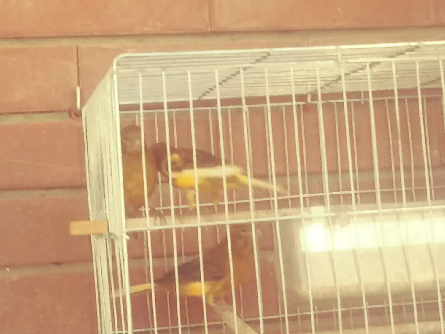 فروش قناری|پرنده|کرمان, |دیوار