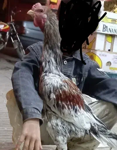 فروشی|حراج|ساوه, |دیوار