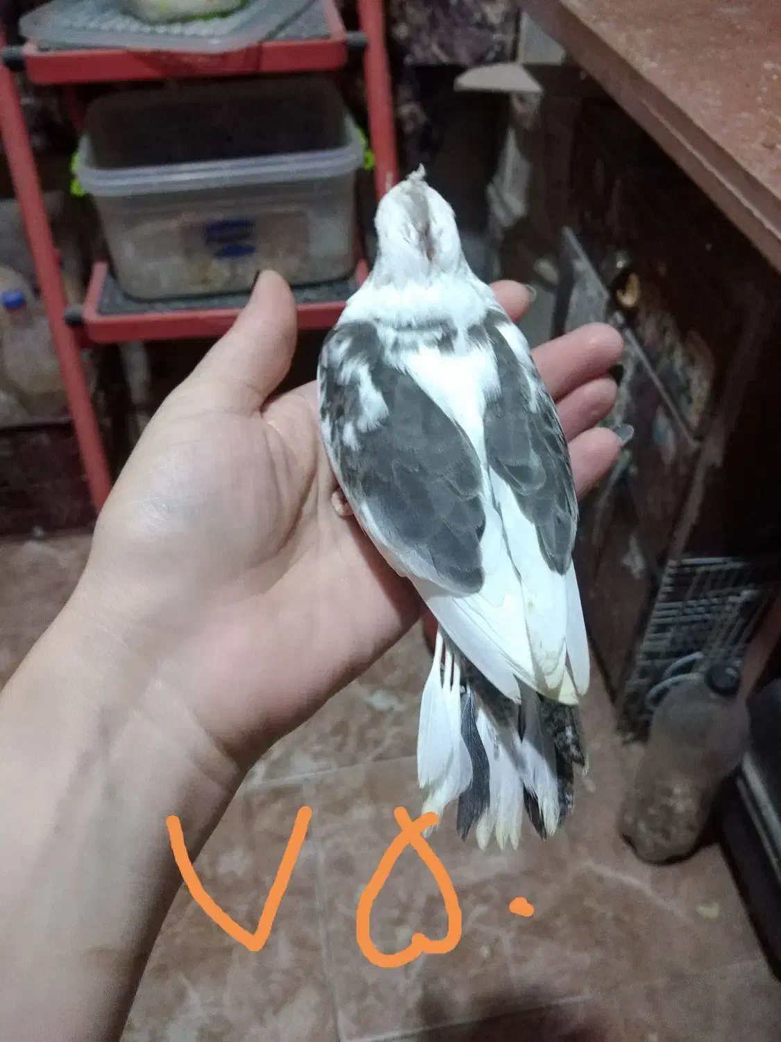 جوجه عروس هلندی سرلاکی|پرنده|گرگان, |دیوار