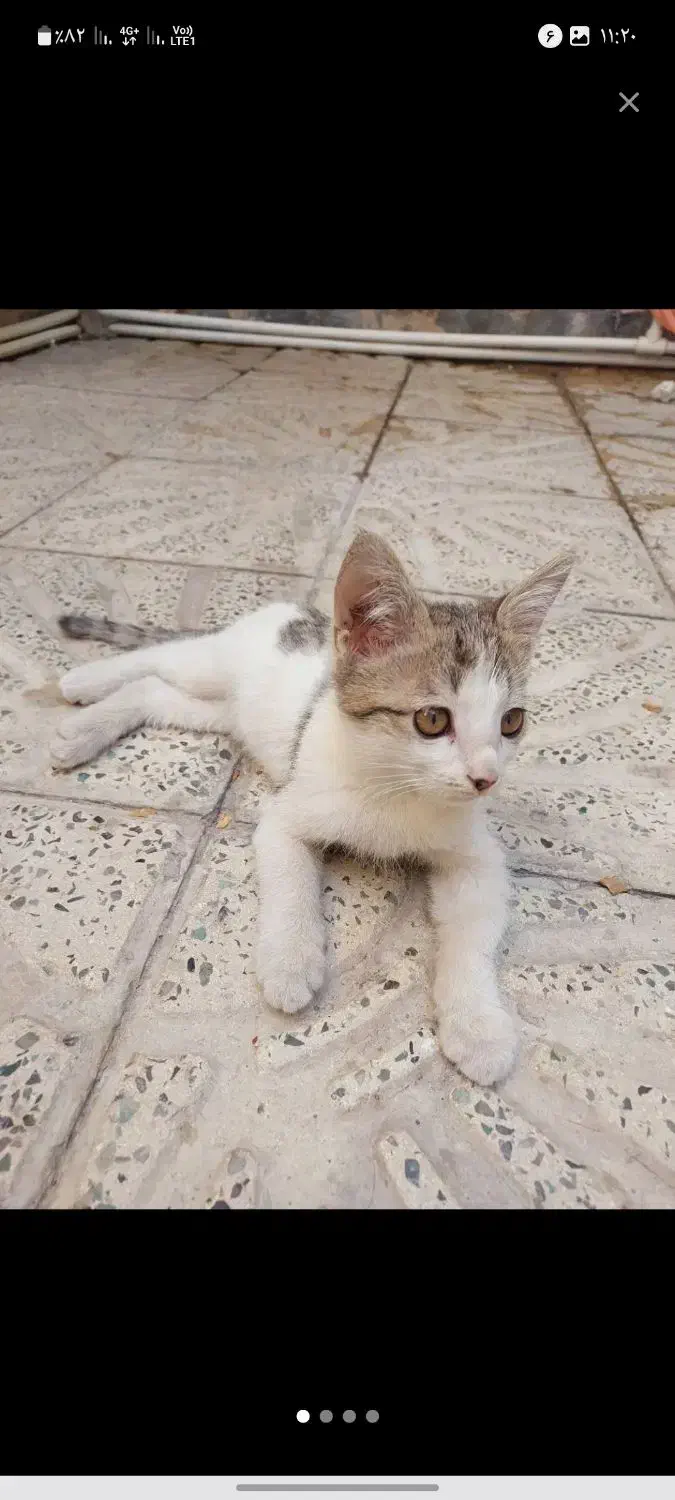 گربه ماده|گربه|قدس, شهرقدس|دیوار