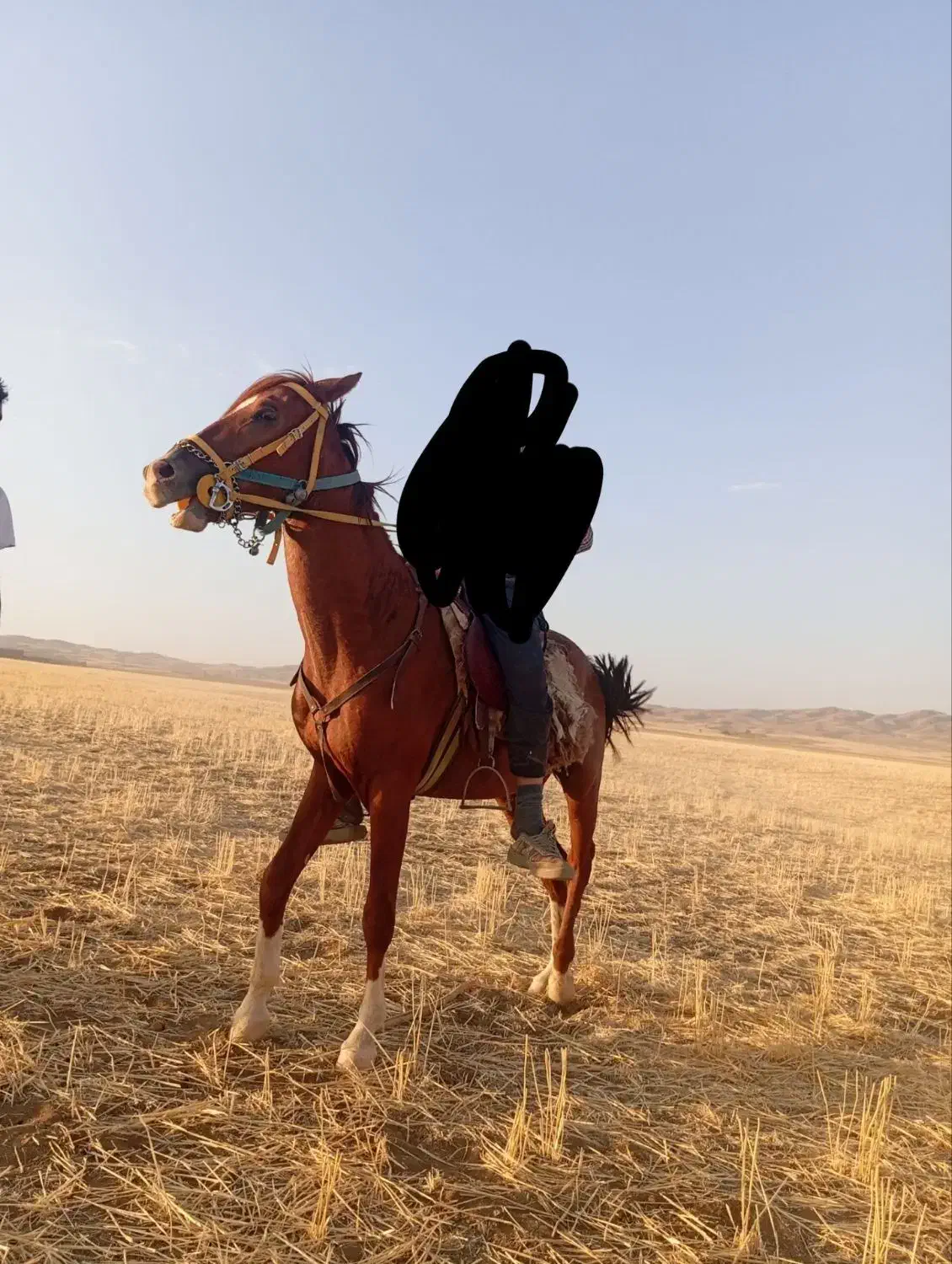 اسب ترکمن|اسب و تجهیزات اسب‌سواری|الوند, |دیوار