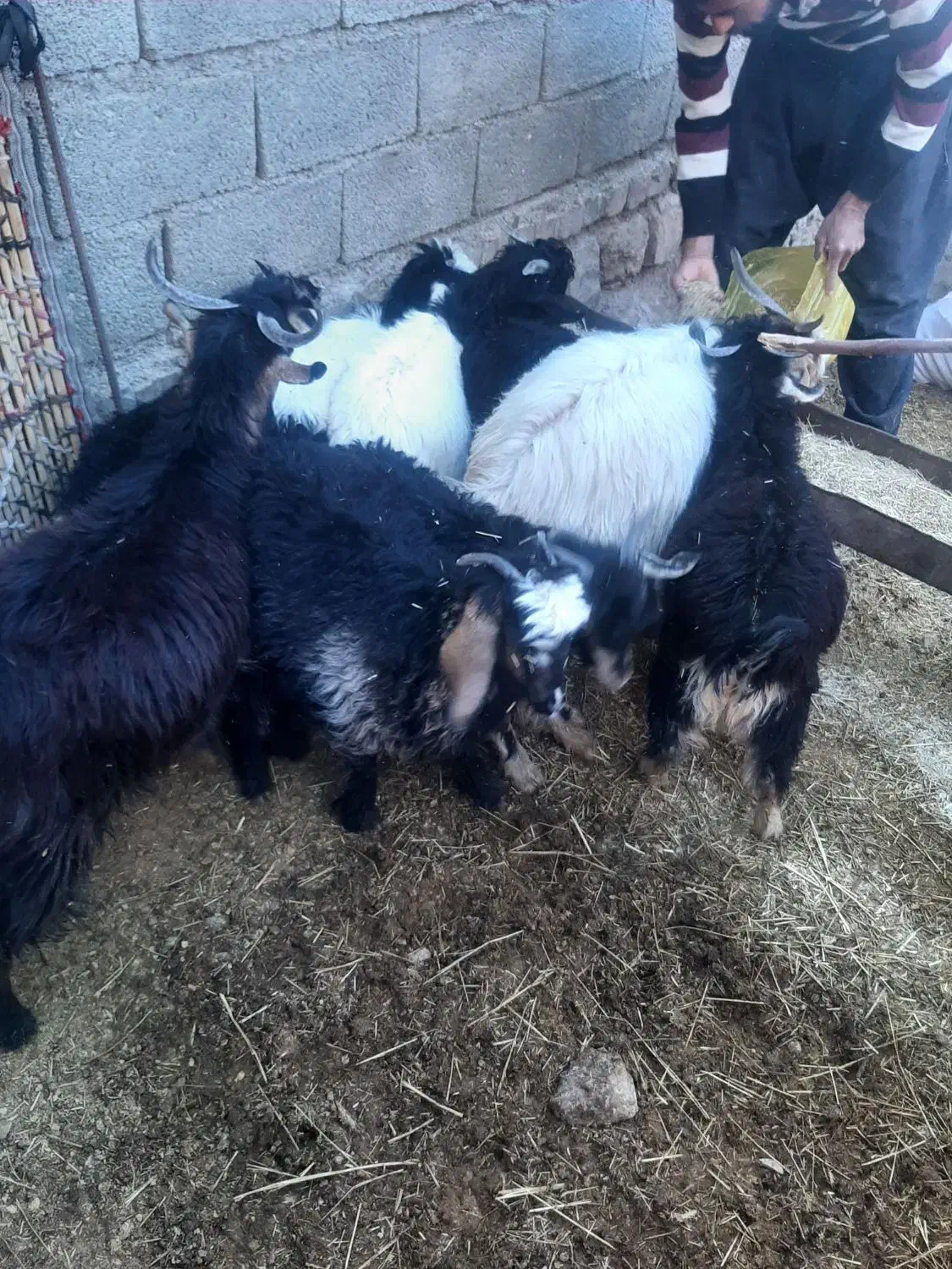 بزغاله وبز|حیوانات مزرعه|آبدانان, |دیوار