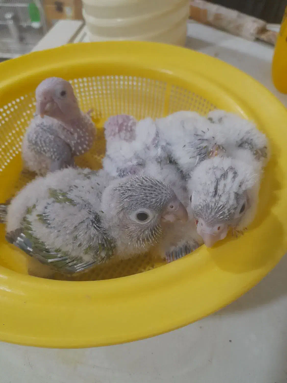 طوطی گرینچیک|پرنده|مهر, |دیوار