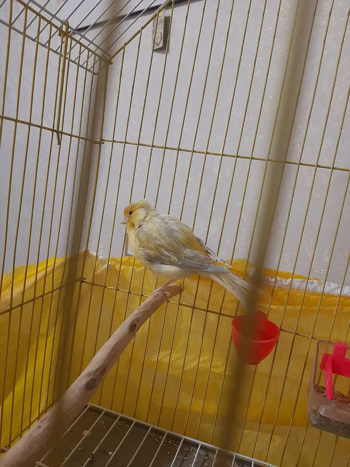 قناری  نر نوچه جوجه امسال به همراه قفس کلبه ای|پرنده|سیرجان, |دیوار