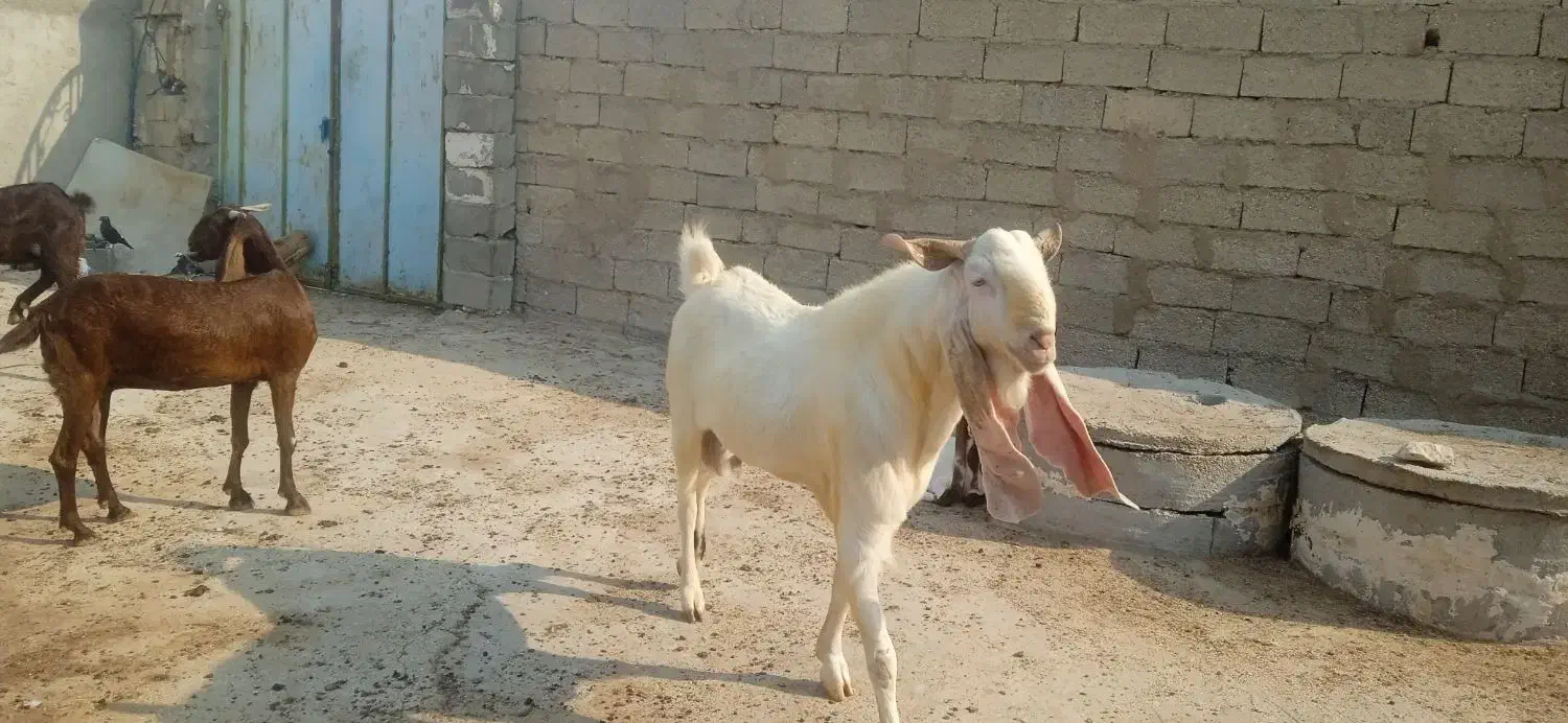 پازن گلابی|حیوانات مزرعه|بندر دیر, |دیوار