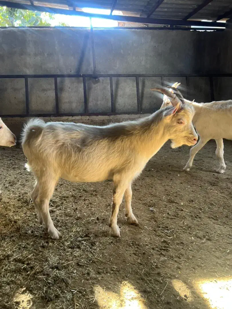 نر بز سانن پاژن سانن|حیوانات مزرعه|کوار, |دیوار