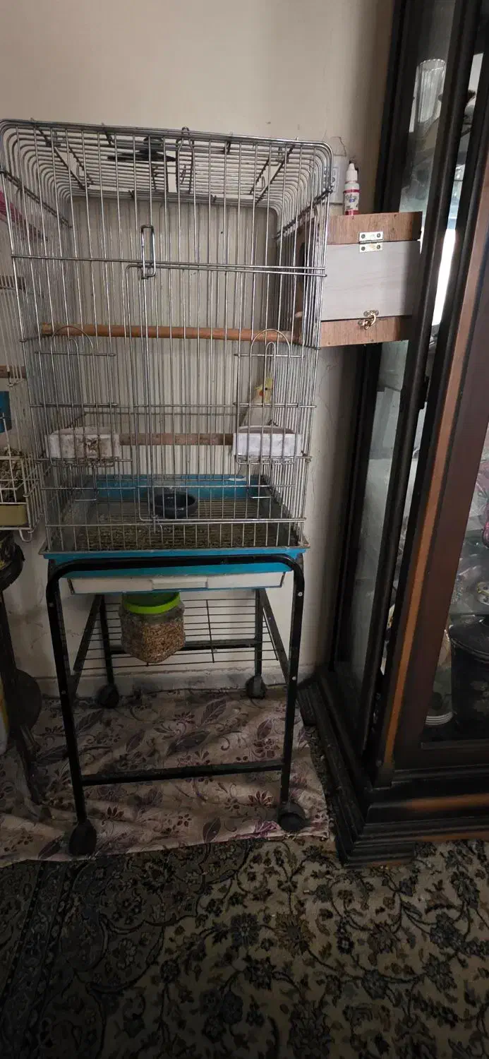 عروس هلندی نر|پرنده|تهران, شهران جنوبی|دیوار