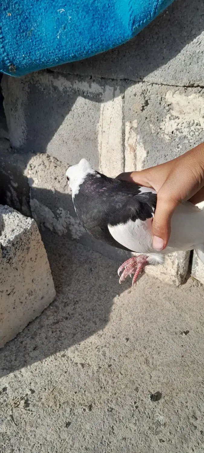 کبوتر معاوضه با مرغ عشق|پرنده|سی‌سخت, |دیوار