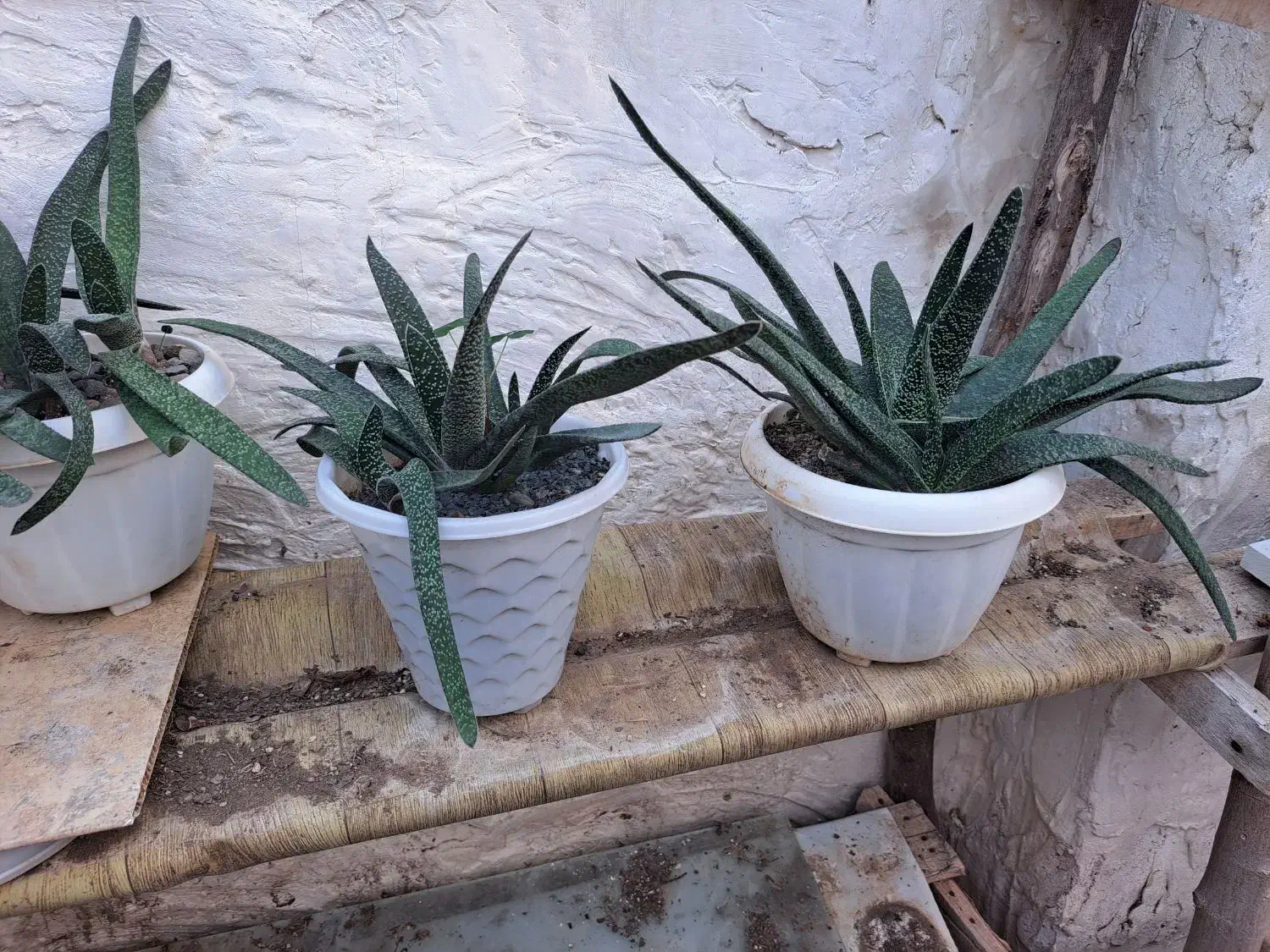 گیاه|گل و گیاه طبیعی|رشت, فرزانه|دیوار