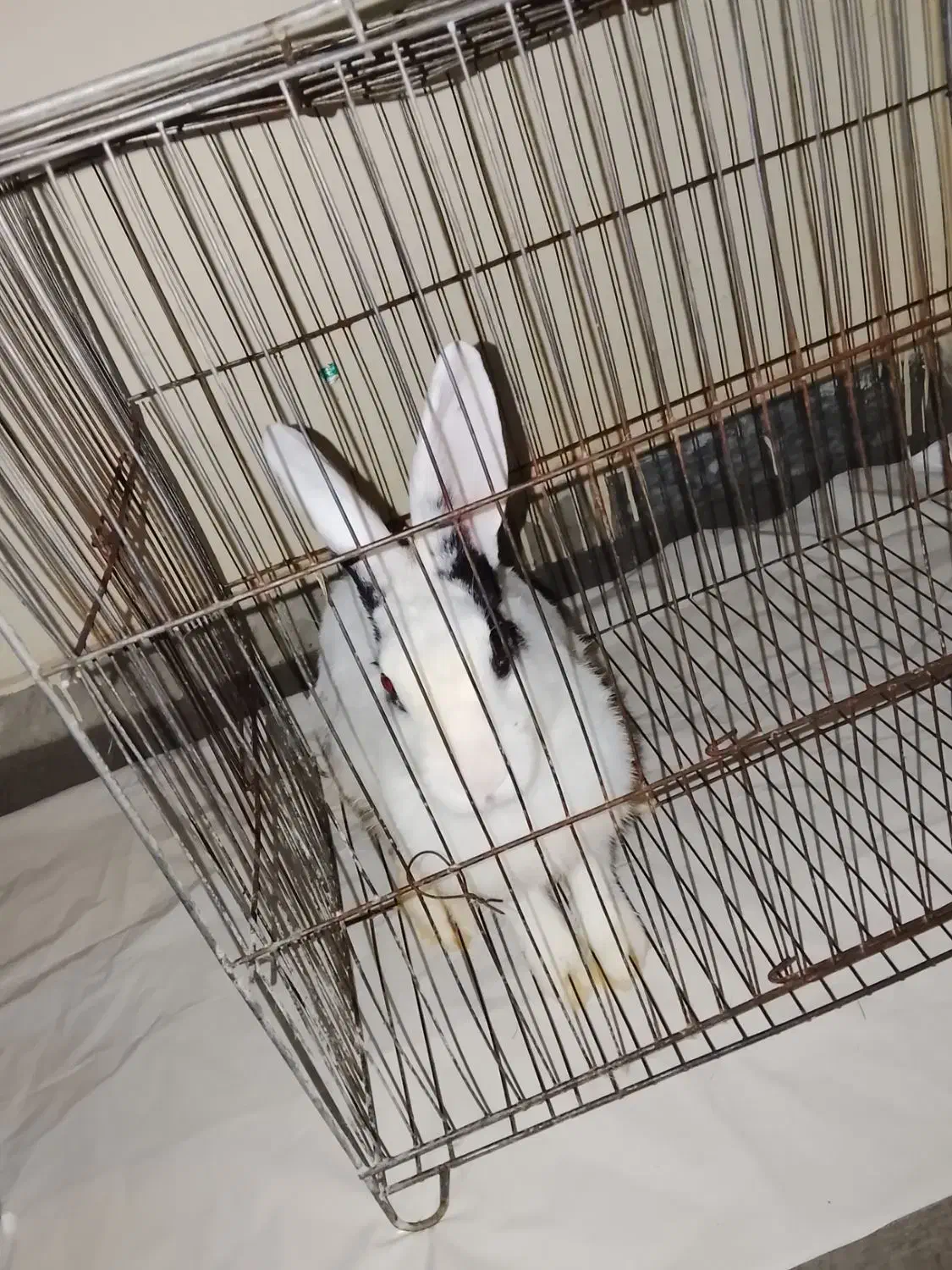 خرگوش|موش و خرگوش|میناب, |دیوار