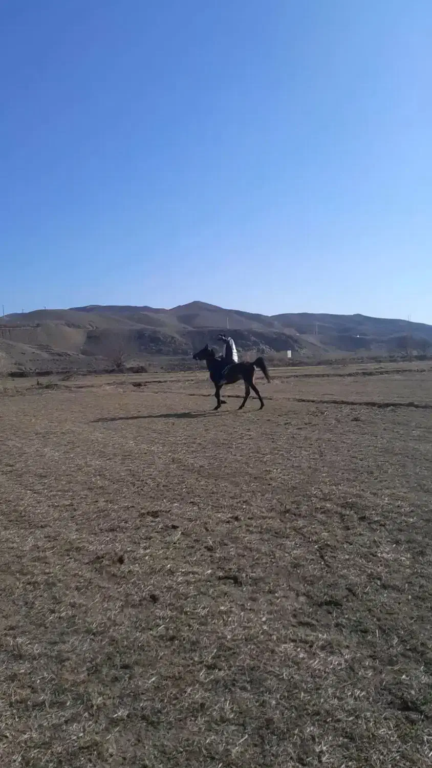 اسب|اسب و تجهیزات اسب‌سواری|ارشق, |دیوار