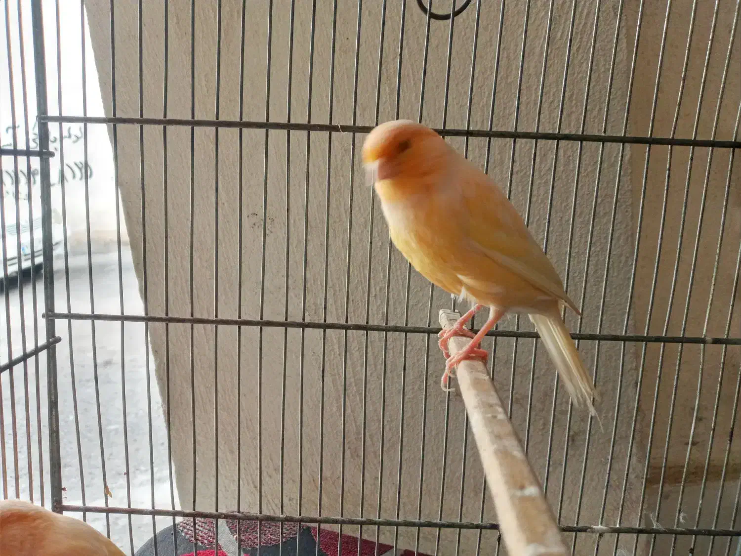 قناری رد فاکتر  اصل|پرنده|رشت, نیکمرام|دیوار