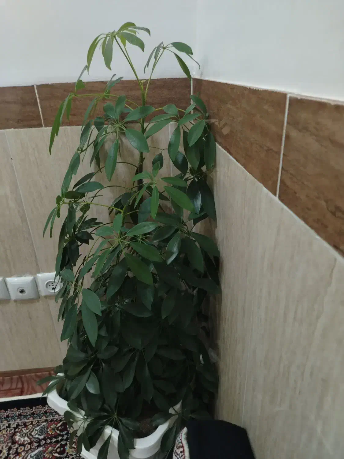 گل تبیعی|گل و گیاه طبیعی|بانه, |دیوار