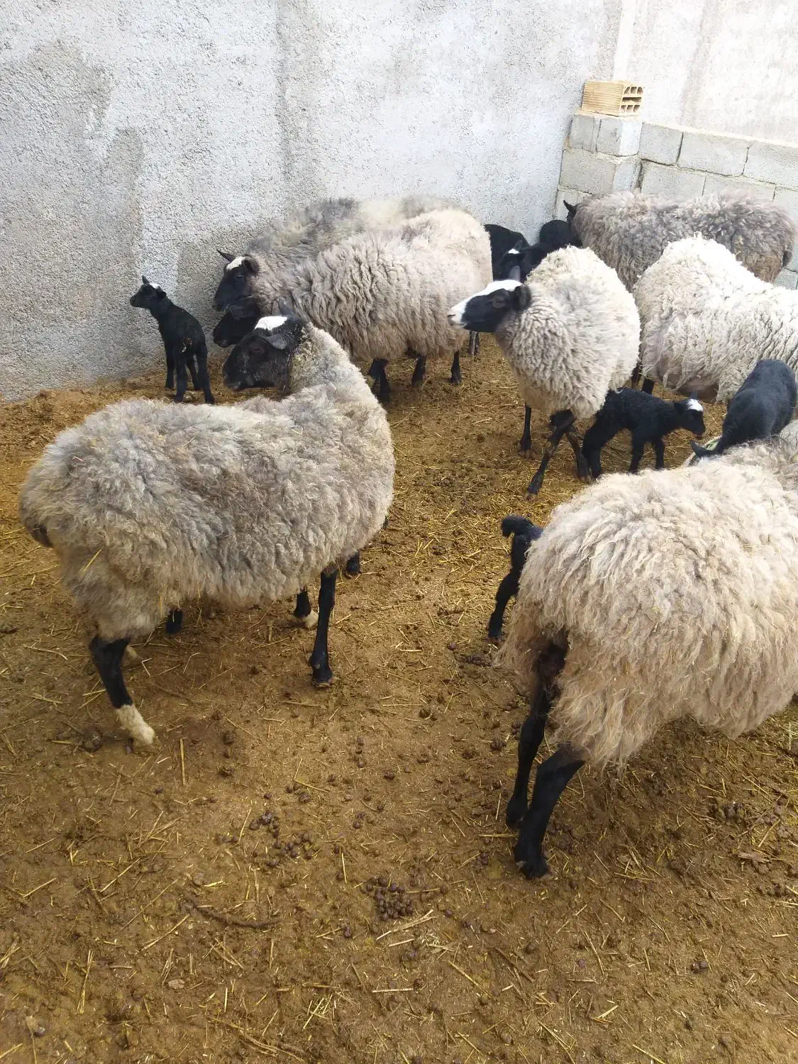 گوسفند رومانوف|حیوانات مزرعه|شهریار, شهرک اداری تندگویان|دیوار