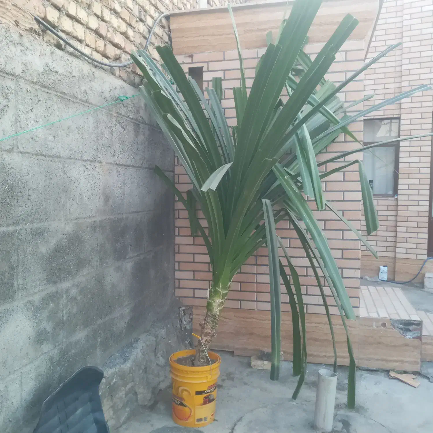 گل‌‌تزئینی|گل و گیاه طبیعی|پیر بکران, |دیوار