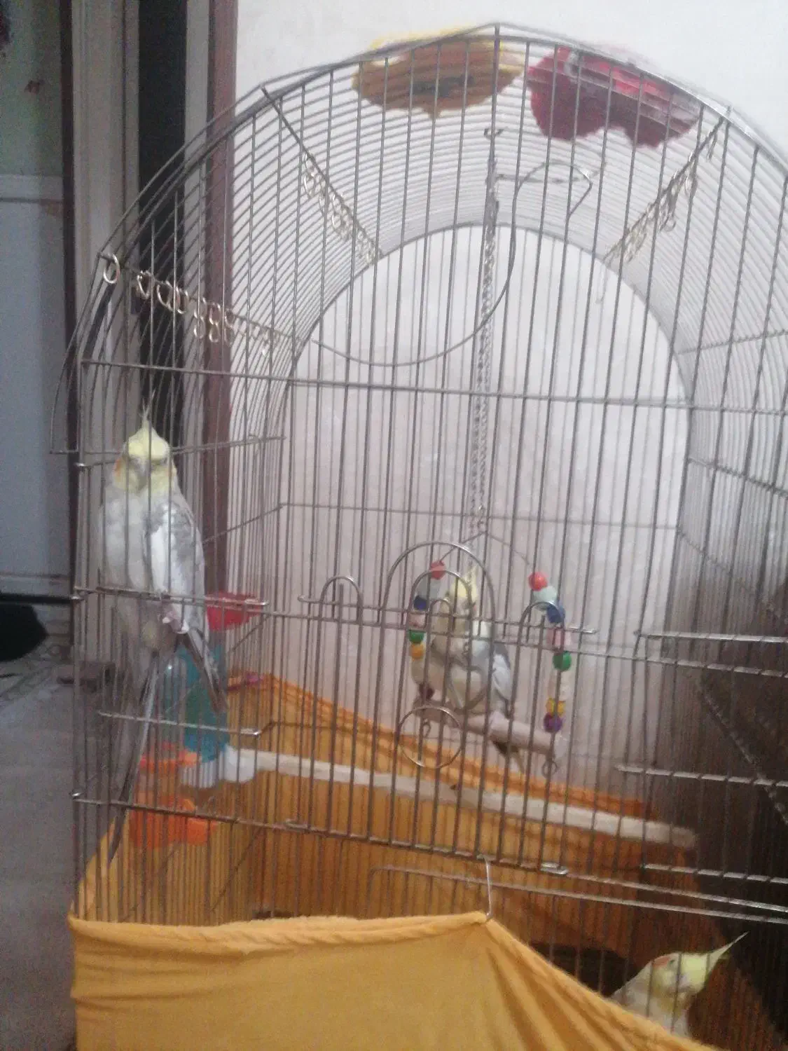 عروس هلندی|پرنده|صباشهر, |دیوار