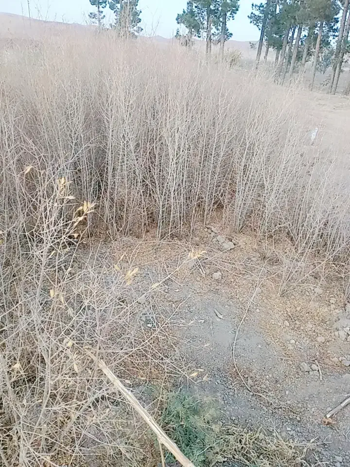 نهال انار قرمز ،پوست نازک|خدمات باغبانی و درختکاری|خواف, |دیوار