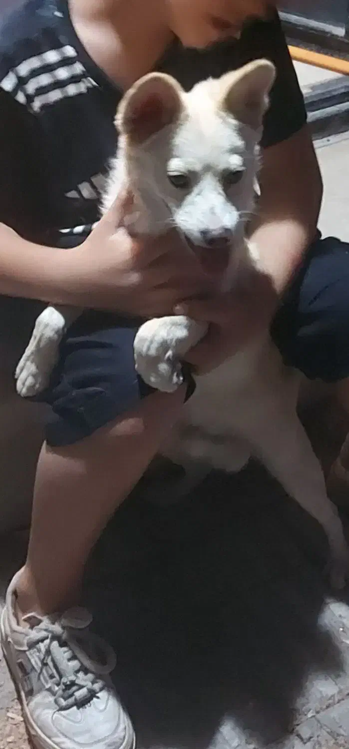 سگ اشپیتز|سگ|سیرجان, |دیوار