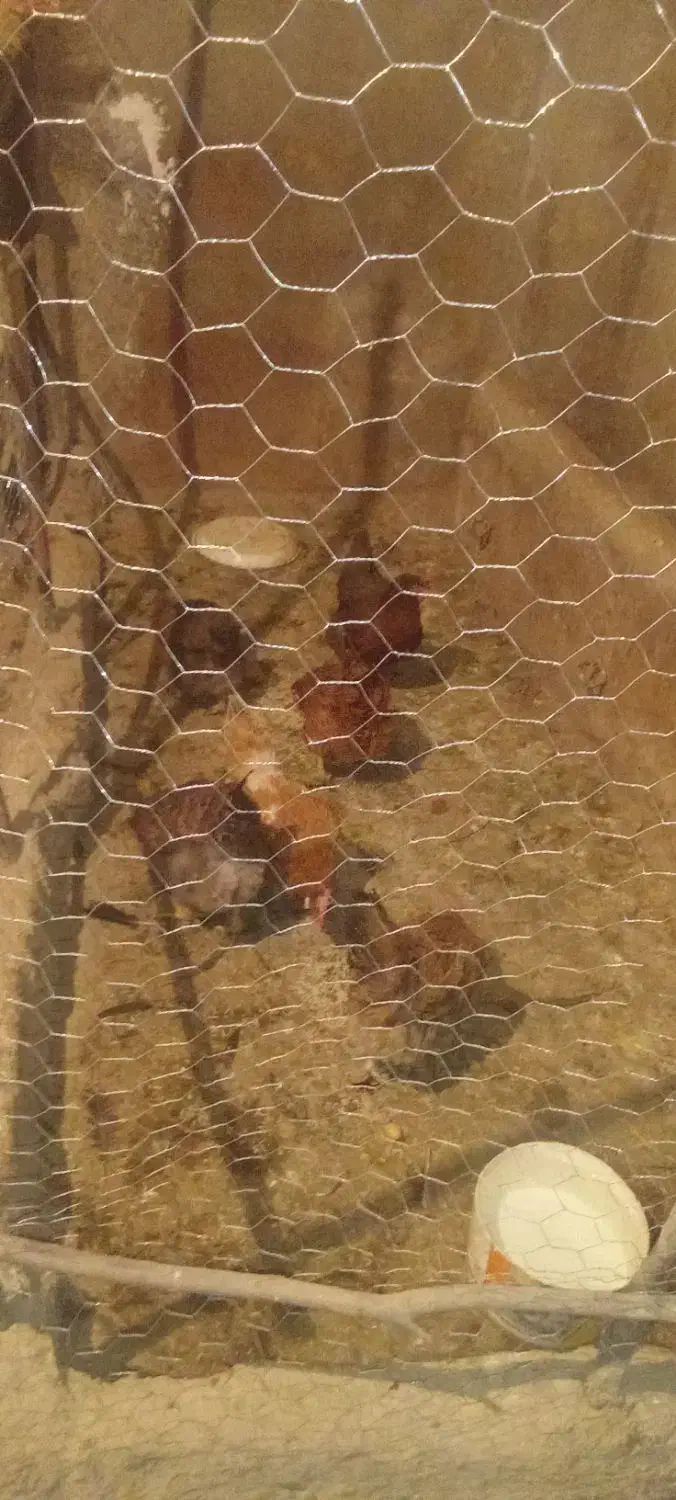 مرغ محلی تخم گذار|حیوانات مزرعه|زرین دشت (همدان), |دیوار