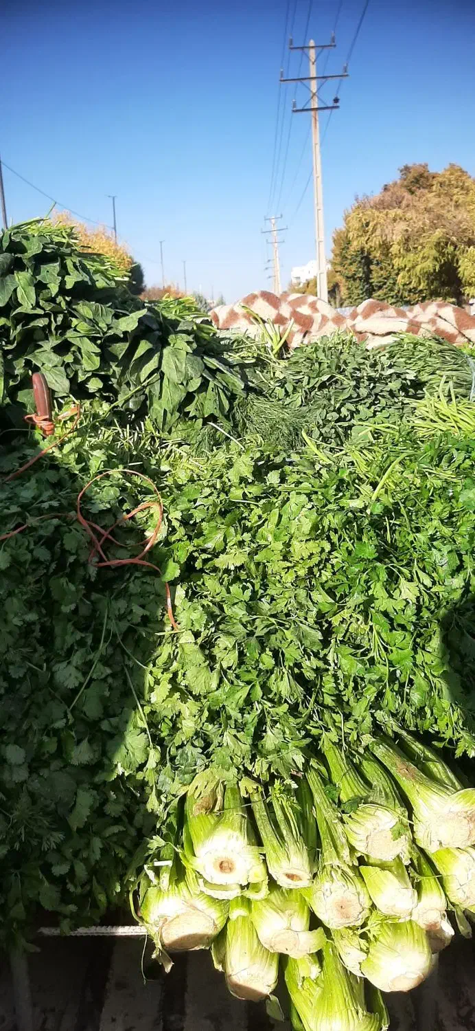 سبزی خورشتی  کامل|خوردنی و آشامیدنی|کرمانشاه, |دیوار