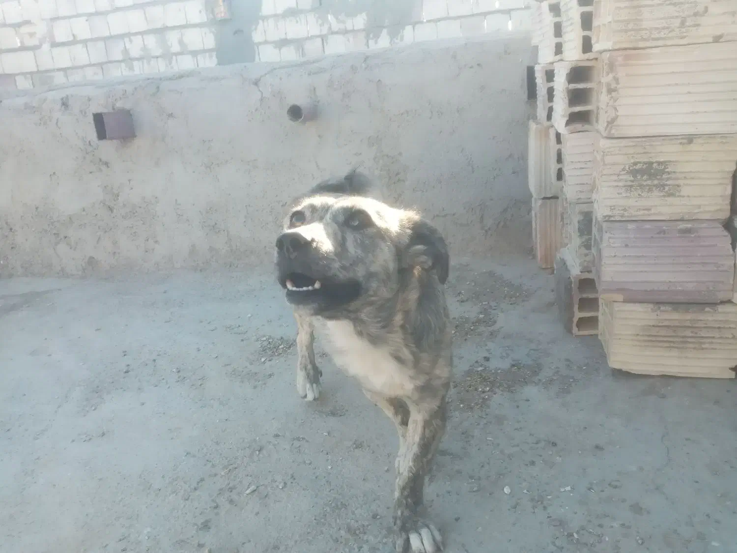 سگ ماده|سگ|زابل, |دیوار