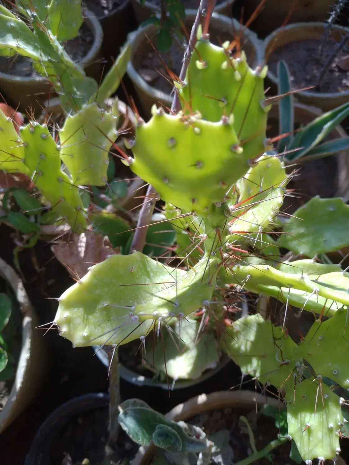 تعدادی گل بفروش میر سد|گل و گیاه طبیعی|صدرا-فارس, فاز ۱|دیوار