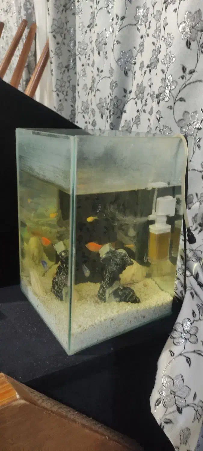 آکواریوم با ماهی|ماهی|فولادشهر, مسکن مهر فولادشهر|دیوار