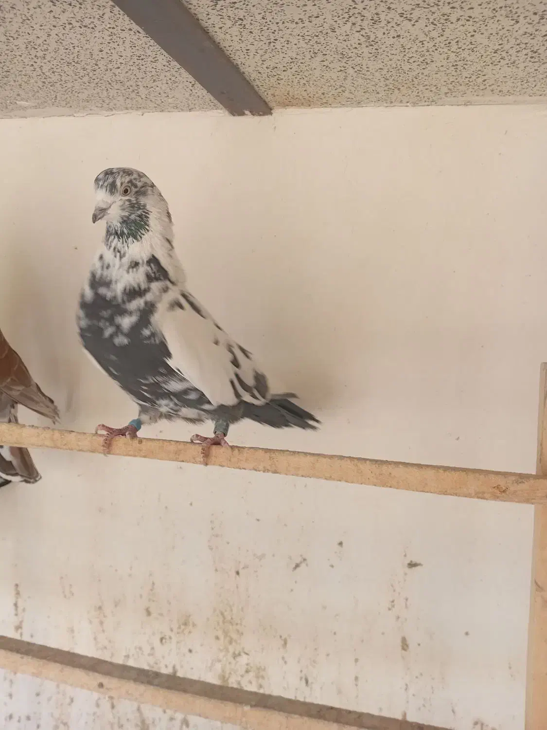 تعدادی کبوتر درجه یک|پرنده|ری, حمزهآباد|دیوار