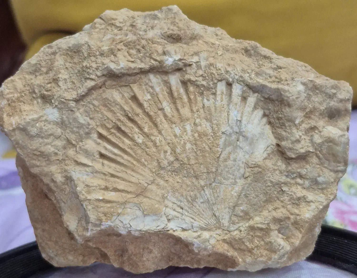 فسیل|کلکسیون اشیاء عتیقه|تهران, مخصوص|دیوار