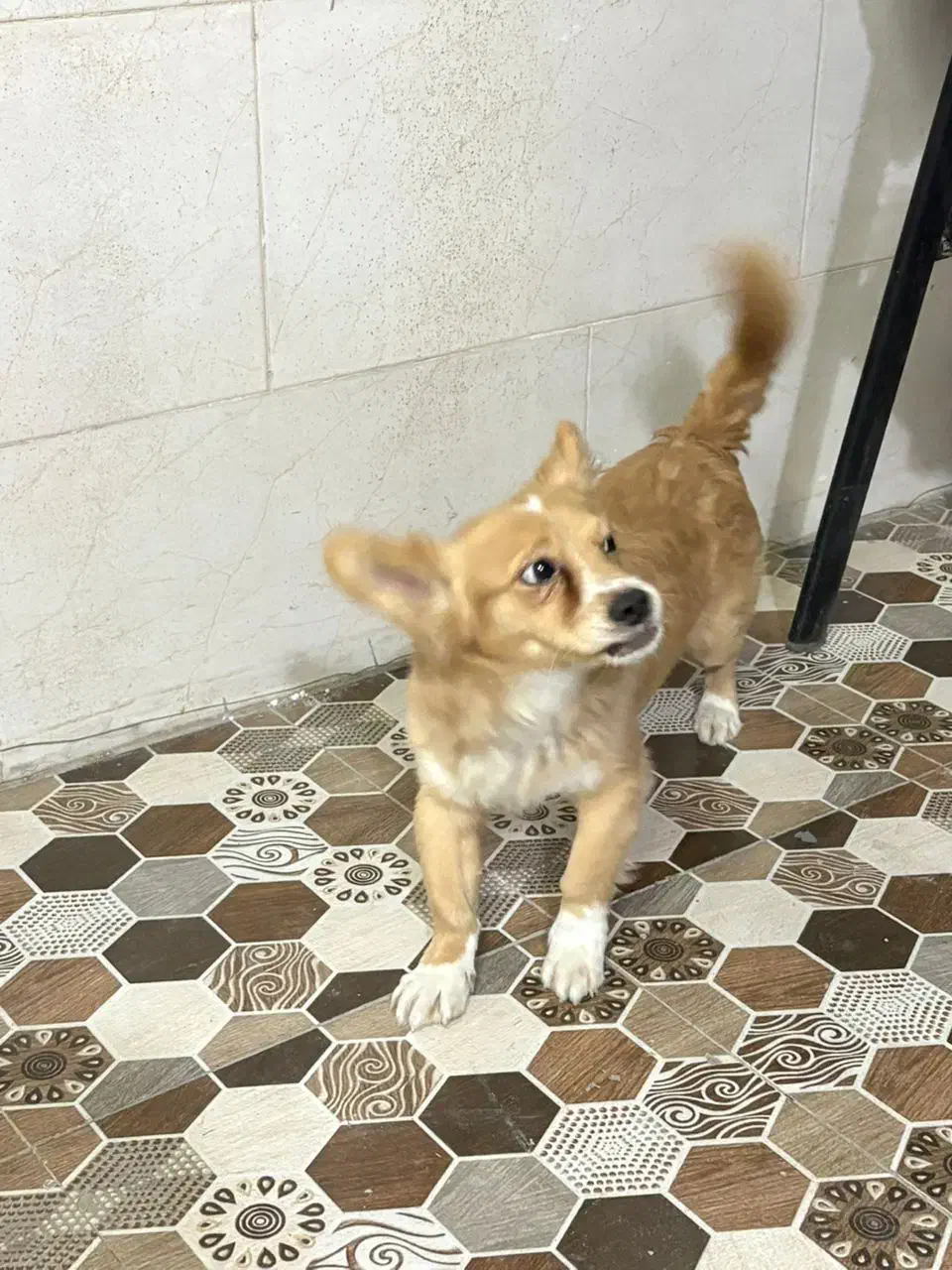 پامر|سگ|اهواز, کوی علوی|دیوار