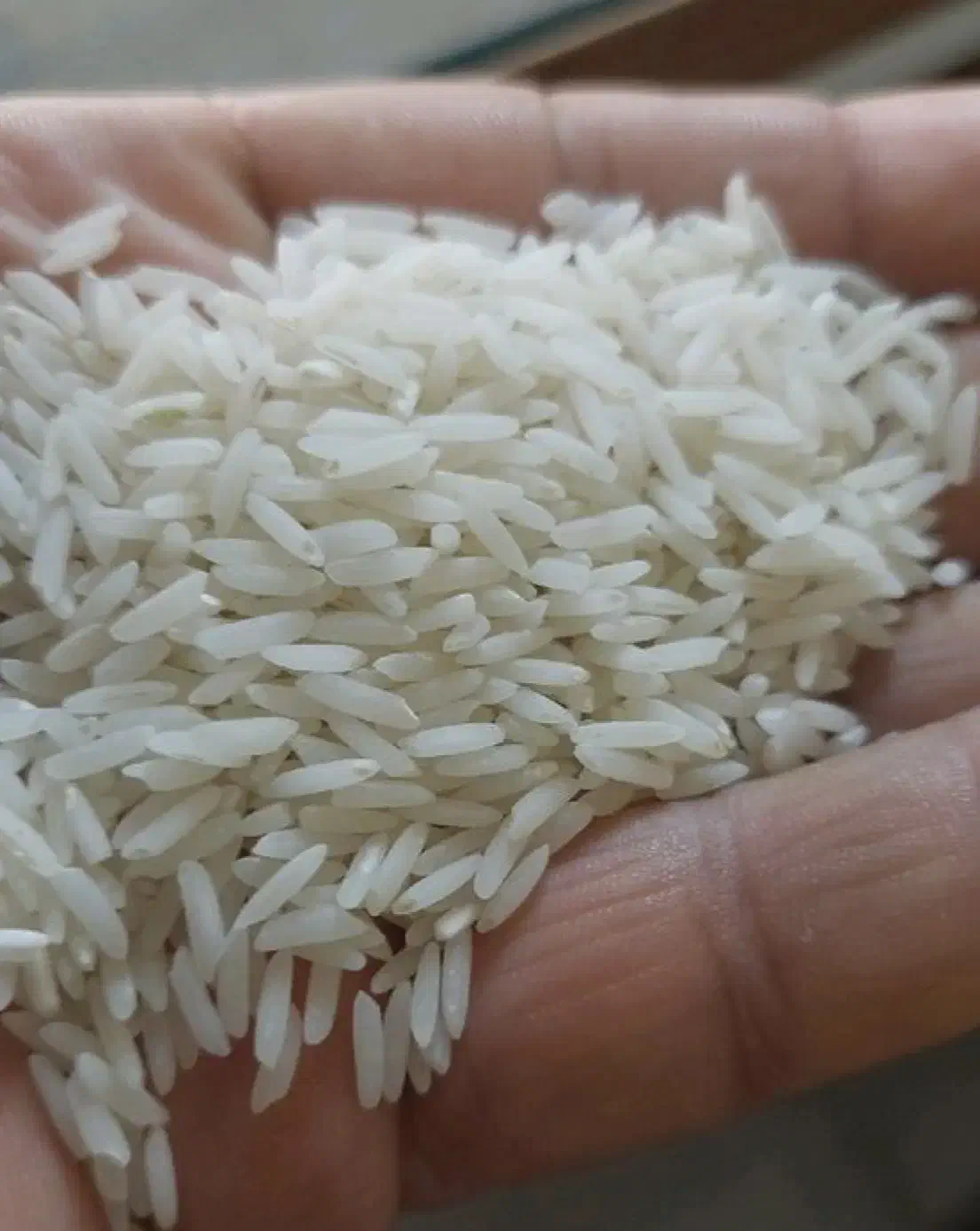 برنج|خوردنی و آشامیدنی|آستانه اشرفیه, |دیوار