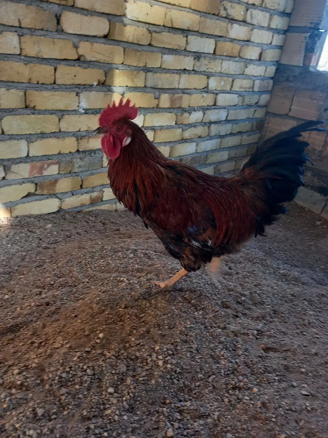 خروس محلی|حیوانات مزرعه|شال, |دیوار