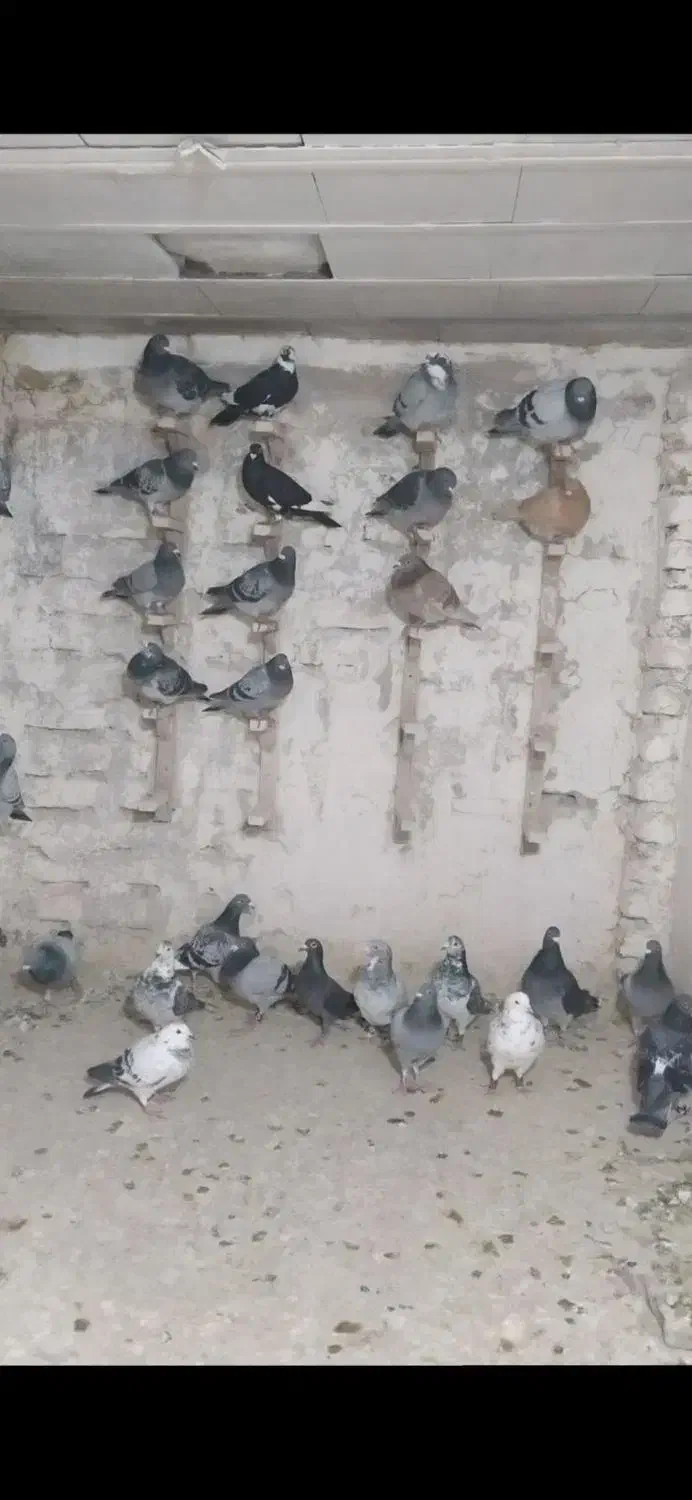 کبوتر پلاکی بوم|پرنده|مشهد, طبرسی شمالی|دیوار