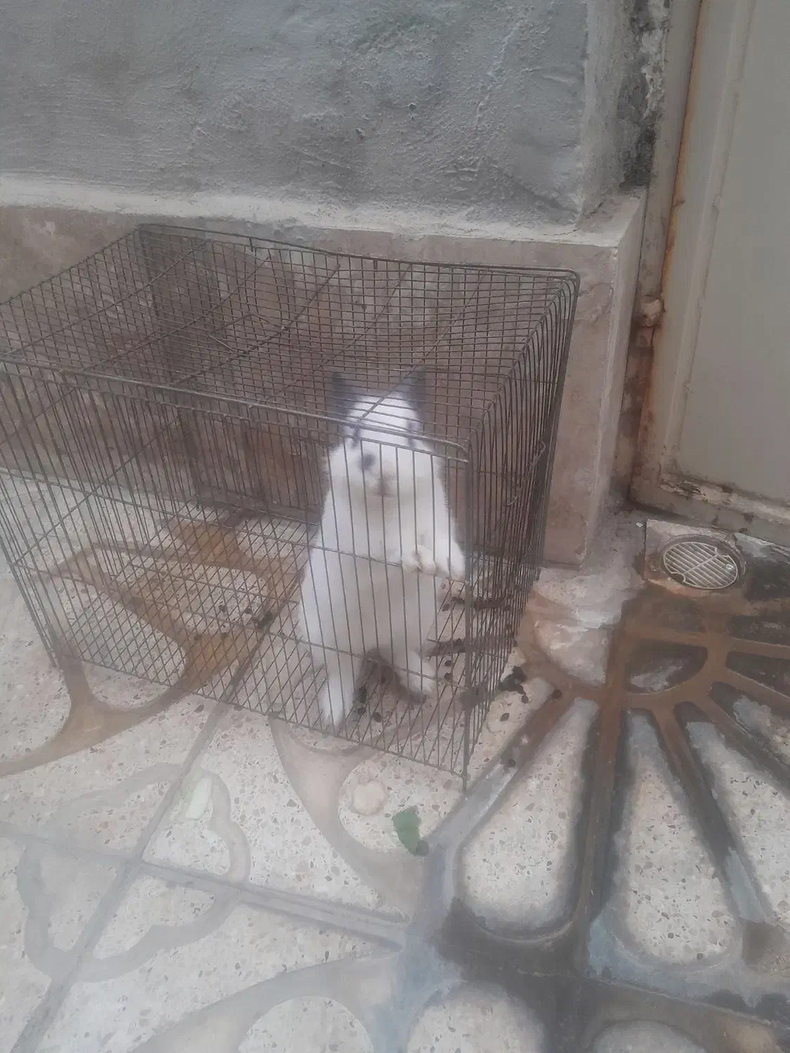 خرگوش فروشی|موش و خرگوش|اراک, |دیوار