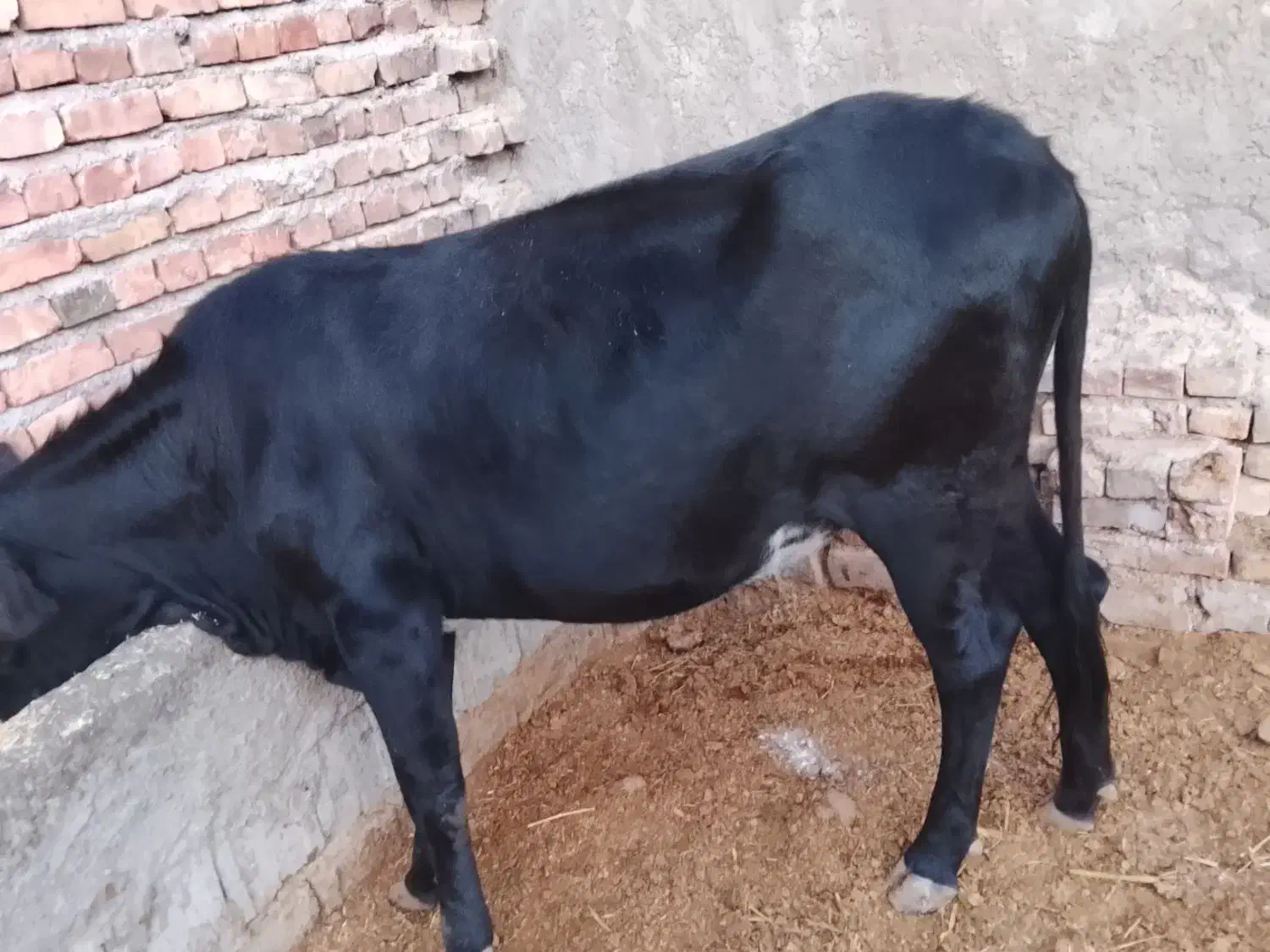 گاو|حیوانات مزرعه|ایرانشهر, |دیوار