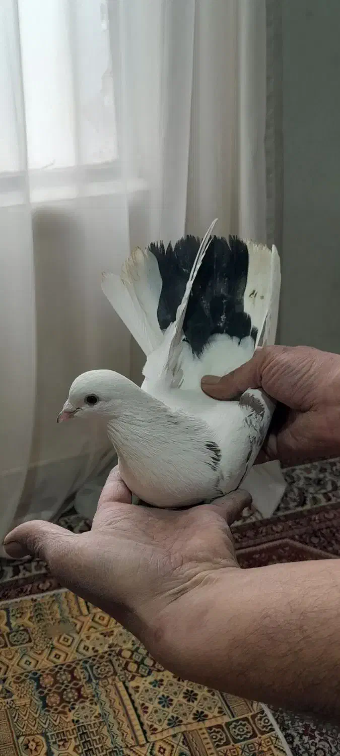 کبوتر پرشی|حیوانات|زنجان, |دیوار