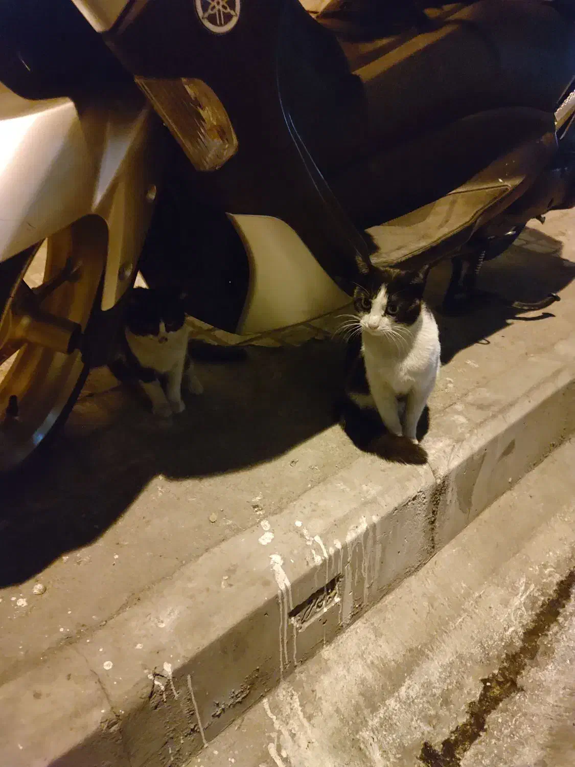 نیاز به سرپرست فوری گربه مادر و بچه|گربه|تهران, دهقان|دیوار