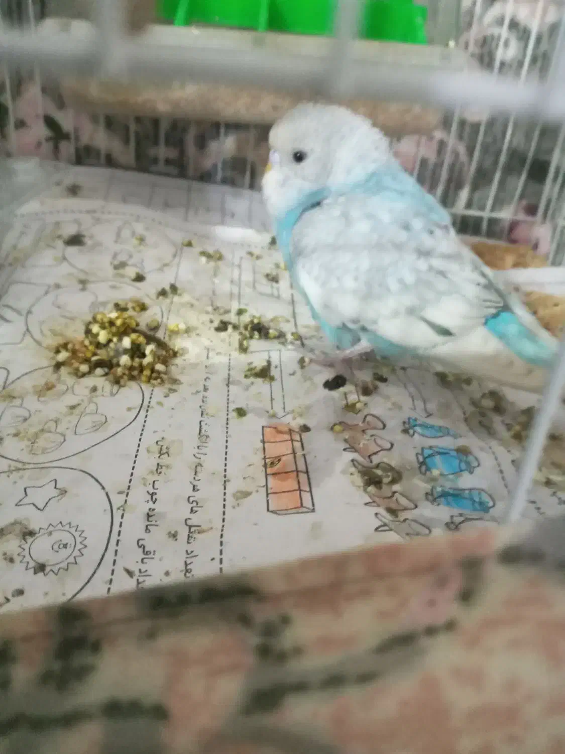 مرغ عشق|پرنده|خواف, |دیوار